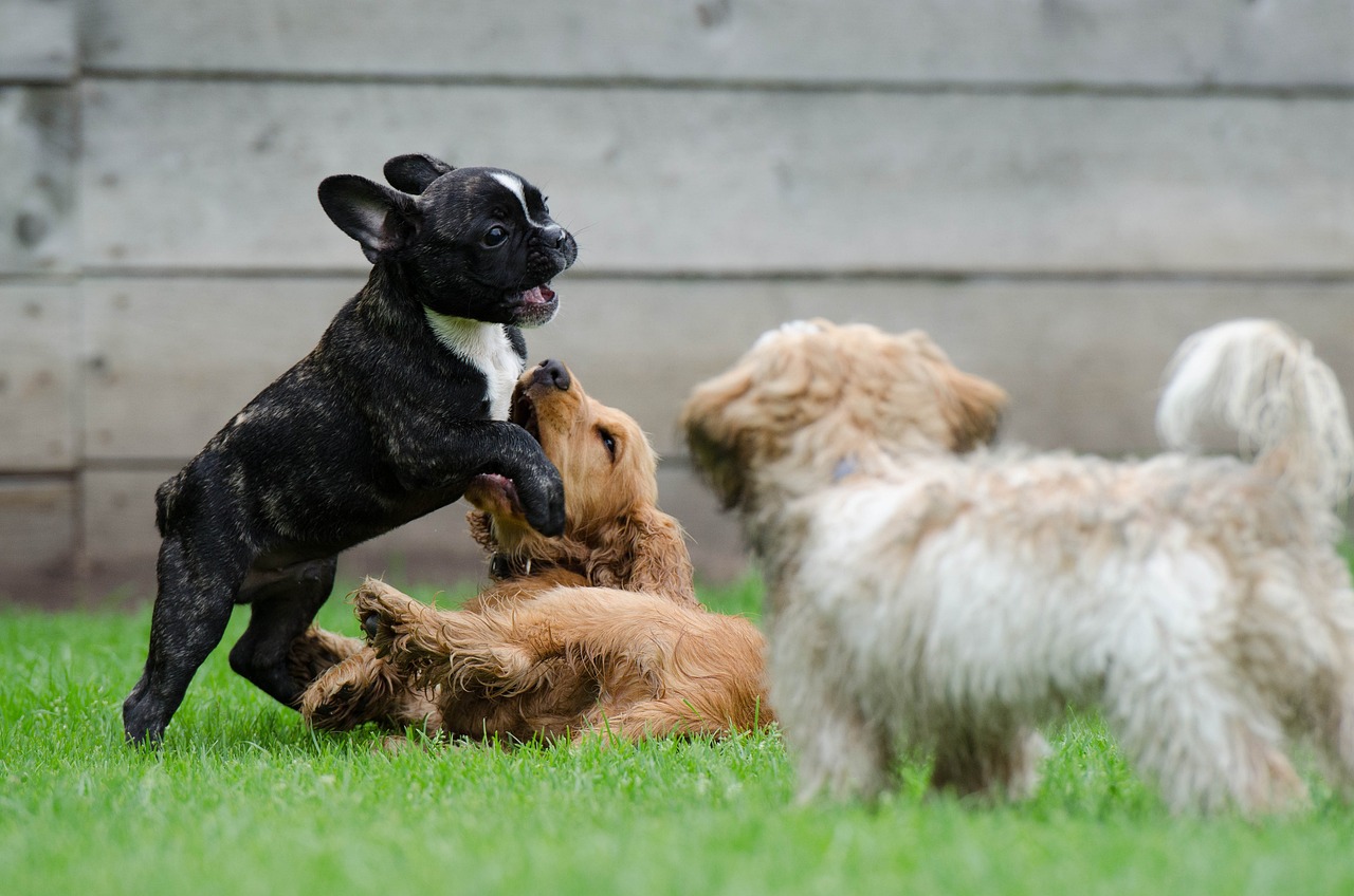 vols de chiens en 2025