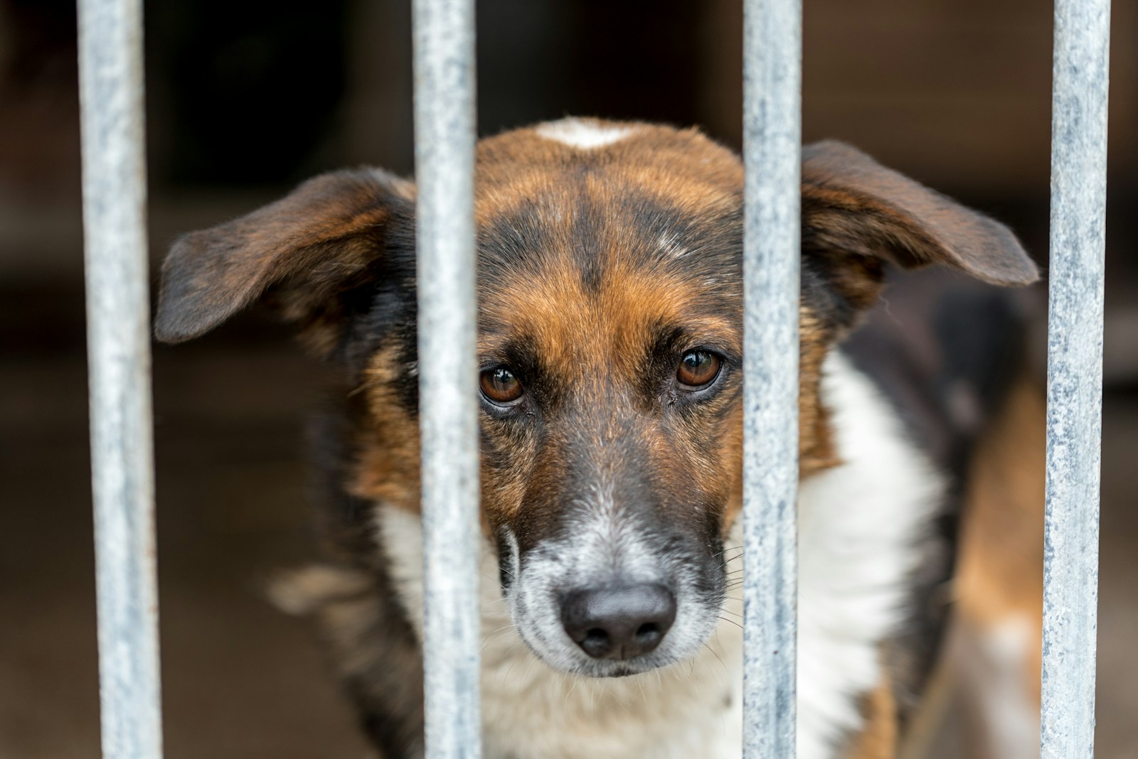 Refuge pour chiens : ce qu’il faut savoir avant d’adopter
