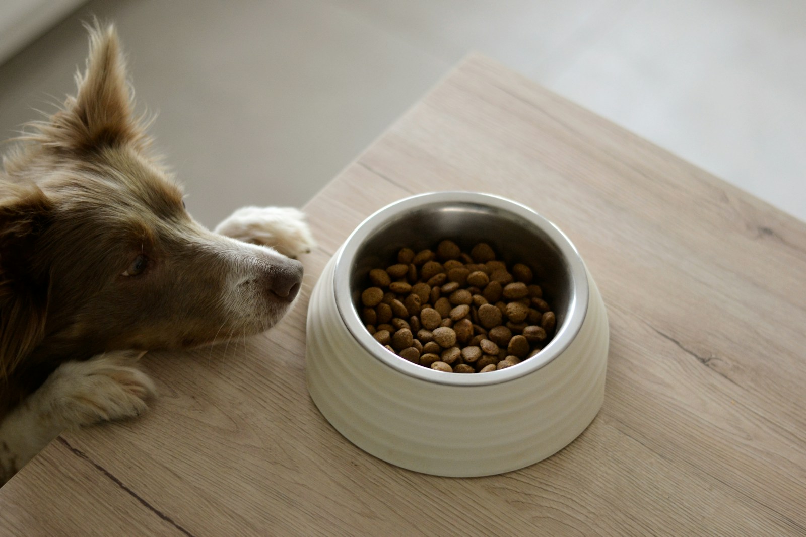 Bien nourrir son chien : Le guide complet de l’alimentation canine
