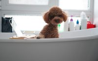 dog bath
