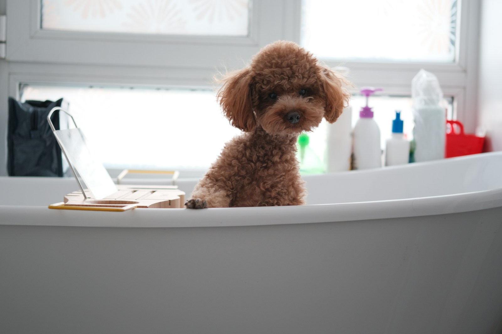 Le bain du chien : Pourquoi et comment bien le laver