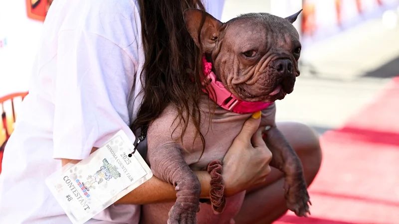 Ce bouledogue français sans poil vient d’être sacré « chien le plus laid du monde »