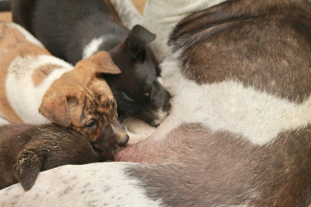 a group of puppies cuddling