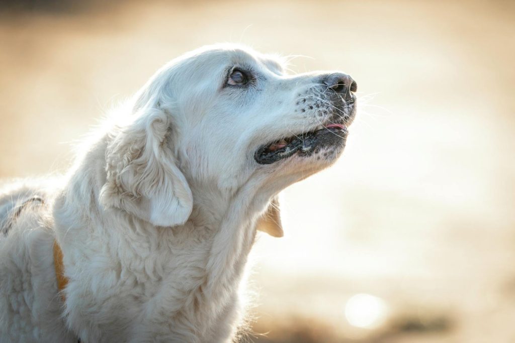 Charming close-up of a Golden Retriever basking in warm outdoor light.