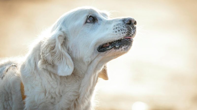 Son cœur bat pour les chiens : Miss France 2025, alliée des maîtres