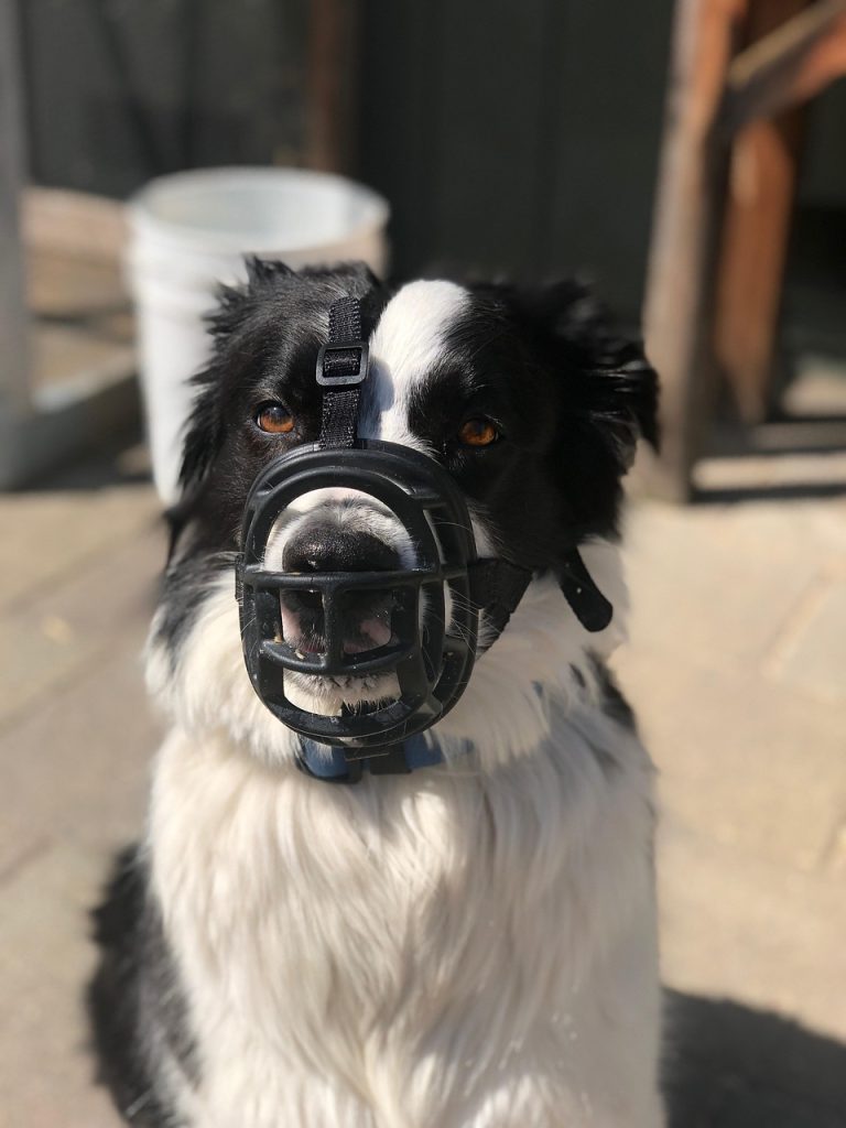 border collie, dog, dog sit, animal, dog muzzle, muzzle, pet, basket muzzle, dog training, dog trainer, aggressive dog, brown training, brown border