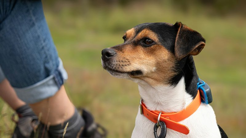 Chien et emploi à temps plein : guide pratique pour une cohabitation réussie