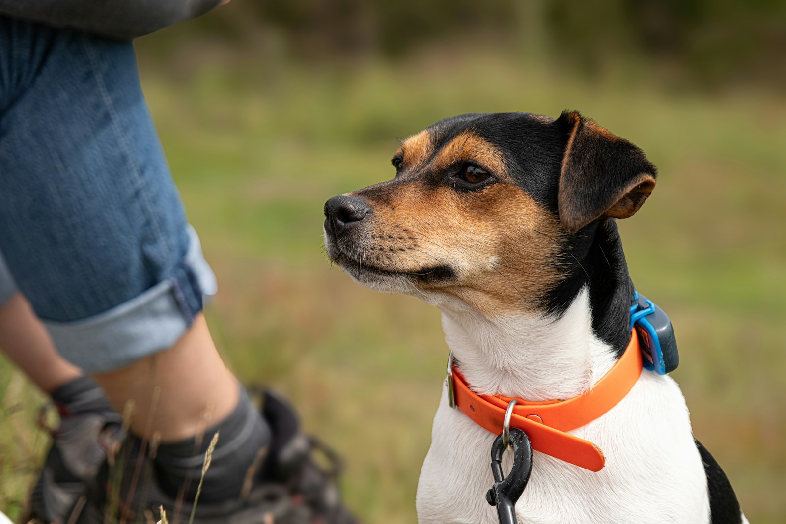 Chien et emploi à temps plein : guide pratique pour une cohabitation réussie