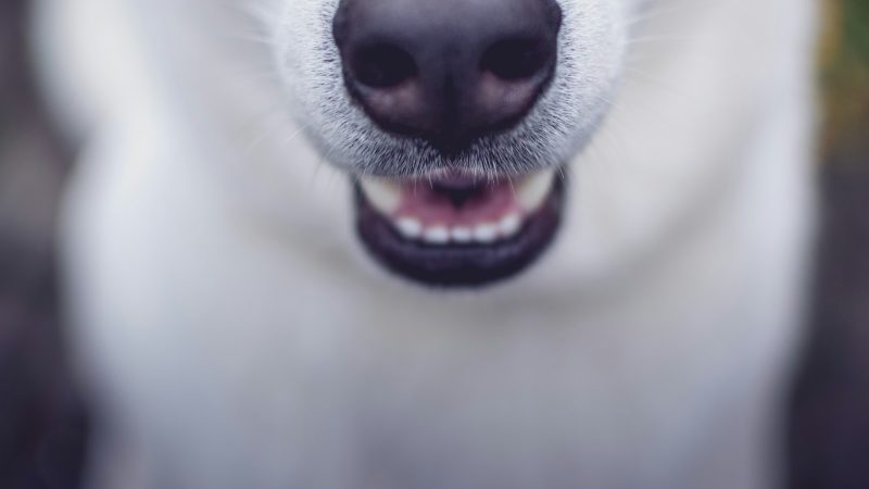 Truffe froide du chien : guide pratique pour repérer le normal et l’anormal