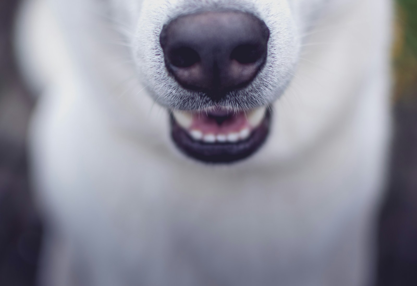 Truffe froide du chien : guide pratique pour repérer le normal et l’anormal