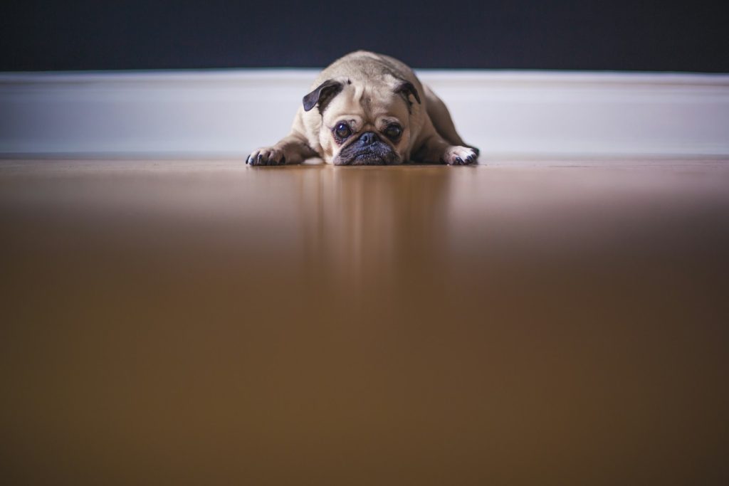 fawn pug lying on floor
