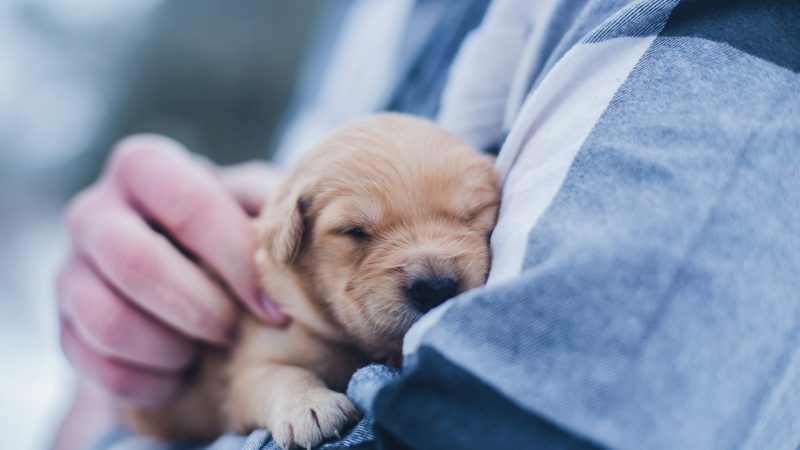 Guide complet des maladies cardiaques chez le chien : prévention, diagnostic et traitements
