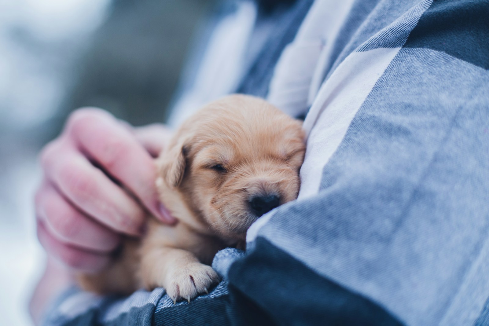 Guide complet des maladies cardiaques chez le chien : prévention, diagnostic et traitements