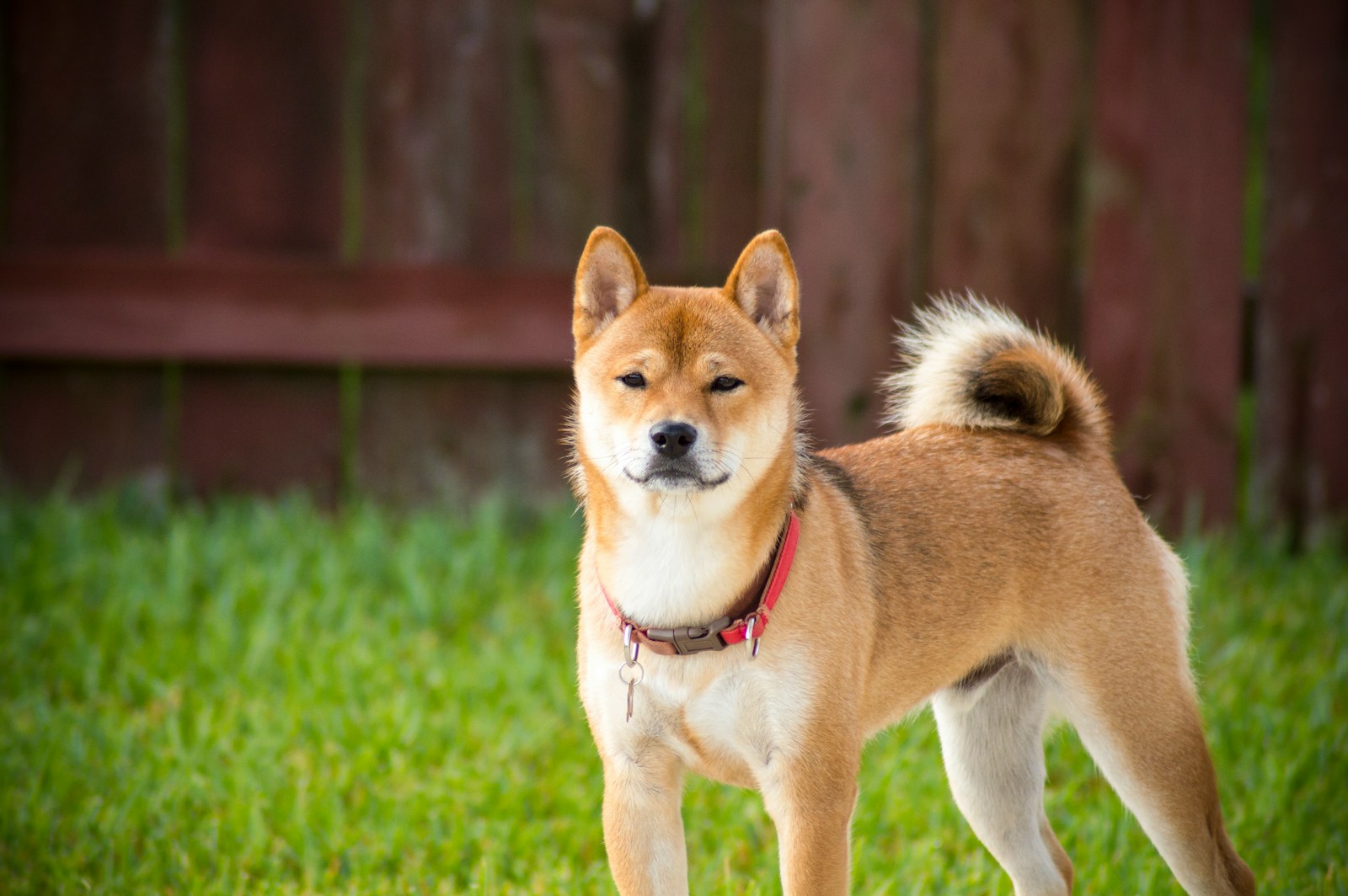 Chiens du Japon : caractère, histoire et compagnons d’exception