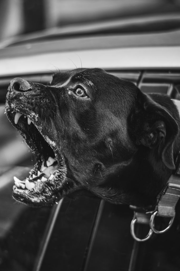 a dog with its mouth open