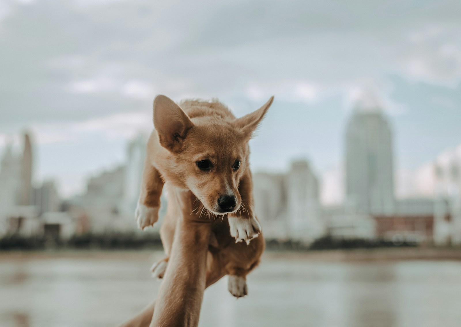 Le stress chez le chien : identification, impact sur la santé et solutions