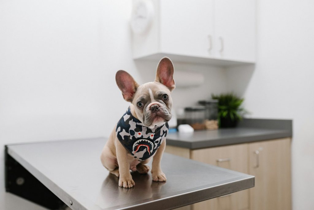 Dog vet