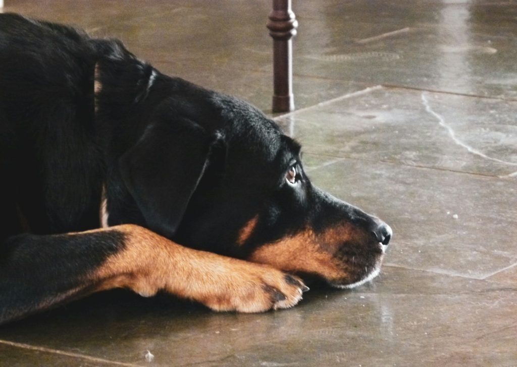 black and brown coated dog