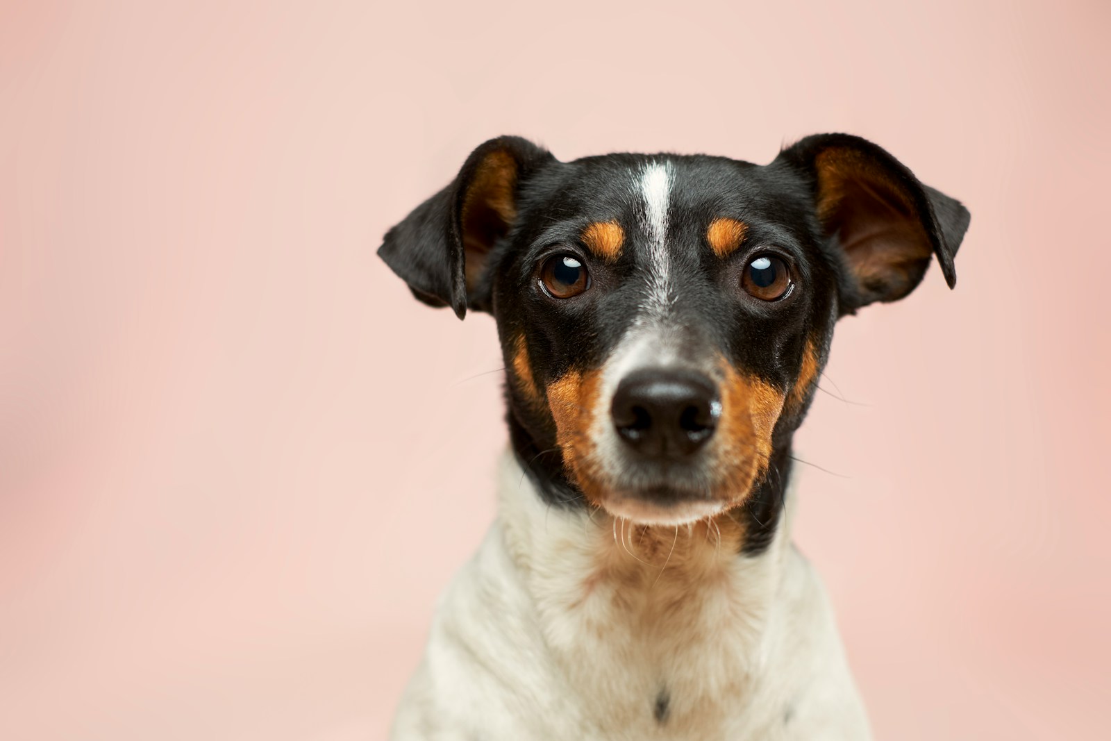 Cabot : un petit mot qui en dit long sur nos chiens