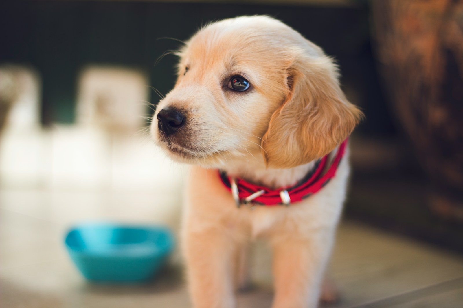 Accueillir un chiot de 2 mois : préparer sereinement son arrivée