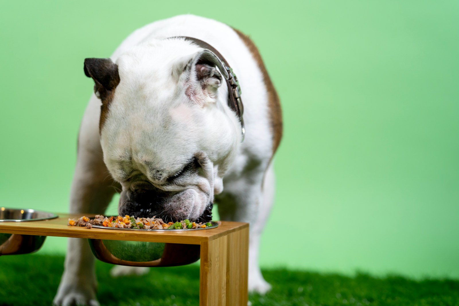 Rations en pâté pour chien : cuisine maison simple, nutritive et sûre