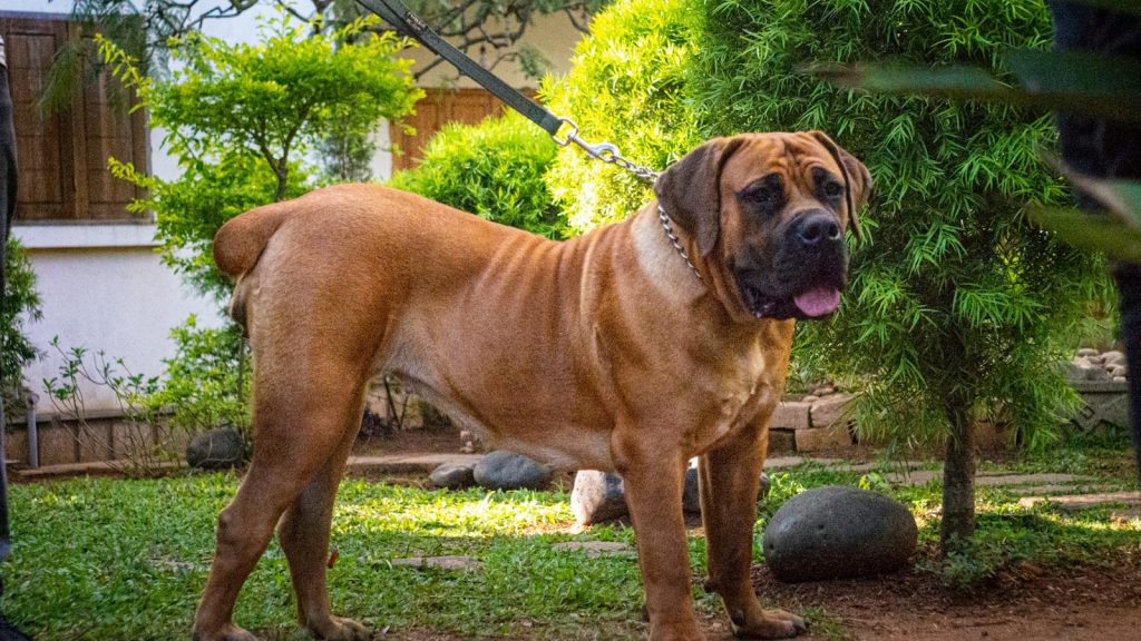 a large brown dog standing on top of a lush green field