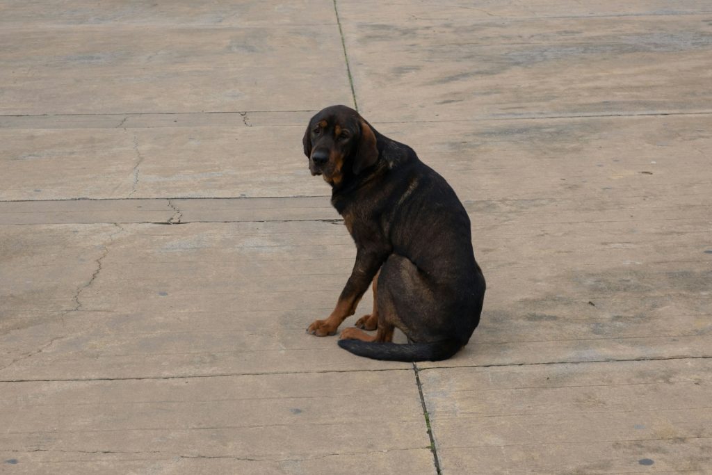 a dog sitting on a sidewalk