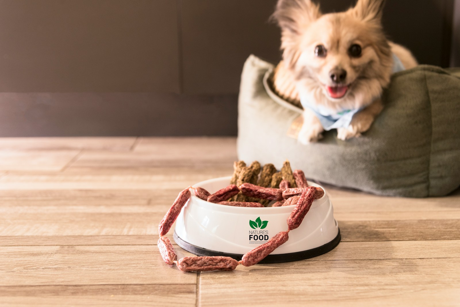 Nutrition canine par âge : besoins spécifiques du chiot au chien senior