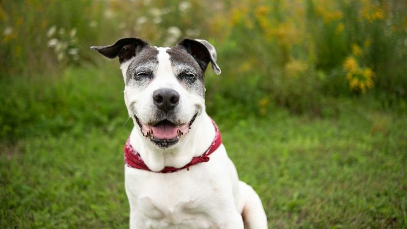 Trois indices imparables que votre chien rayonne de bonheur