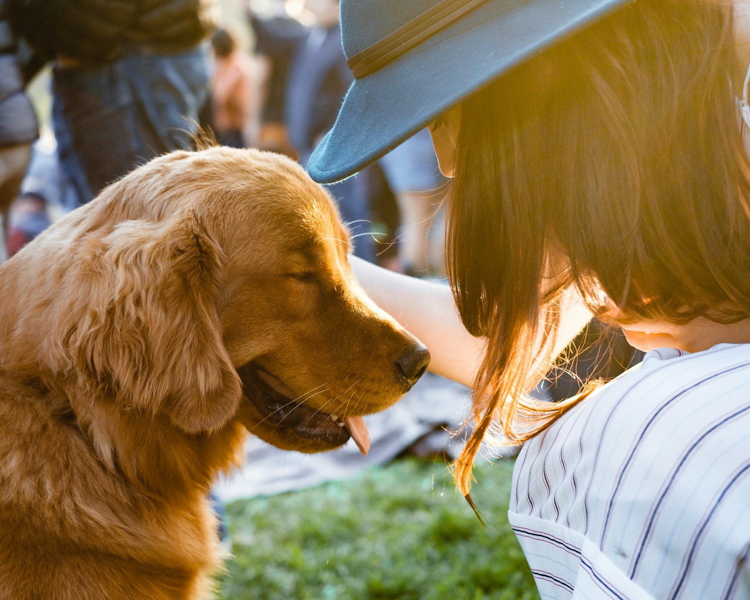 L’arthrose canine : comprendre, prévenir et soulager naturellement