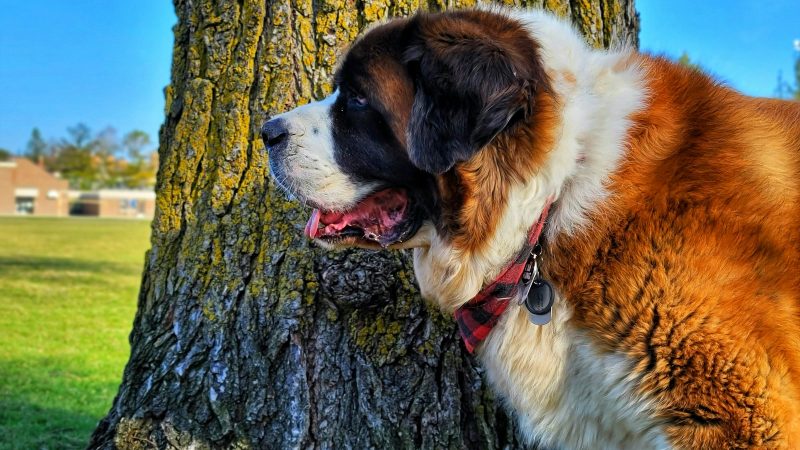 Les 10 géants du monde canin : imposants, tendres et faits pour la famille