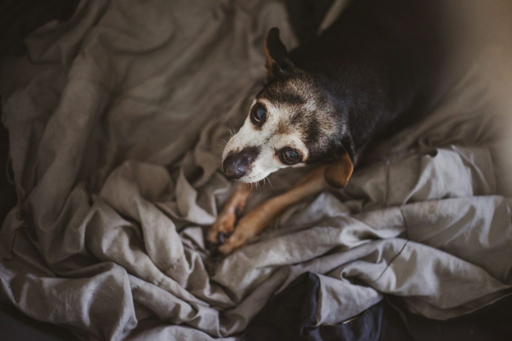 black and brown short coated dog on gray textile