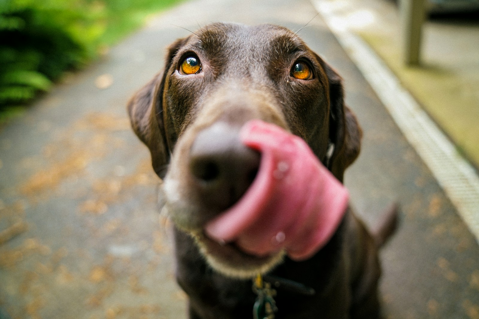 Préserver la vitalité de votre chien du chiot au senior
