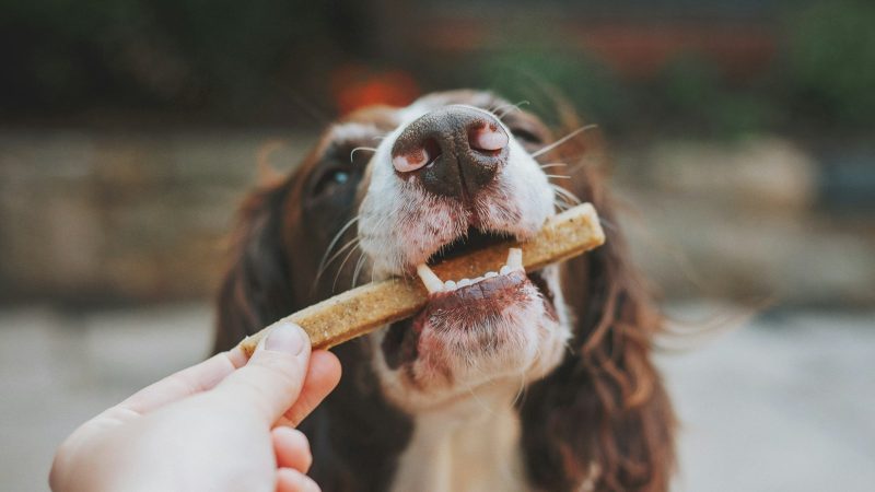 Allergies alimentaires du chien : guide du diagnostic à l’éviction