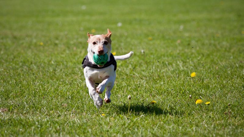 Rappel au top : transformez les retours de votre chien en réflexe joyeux