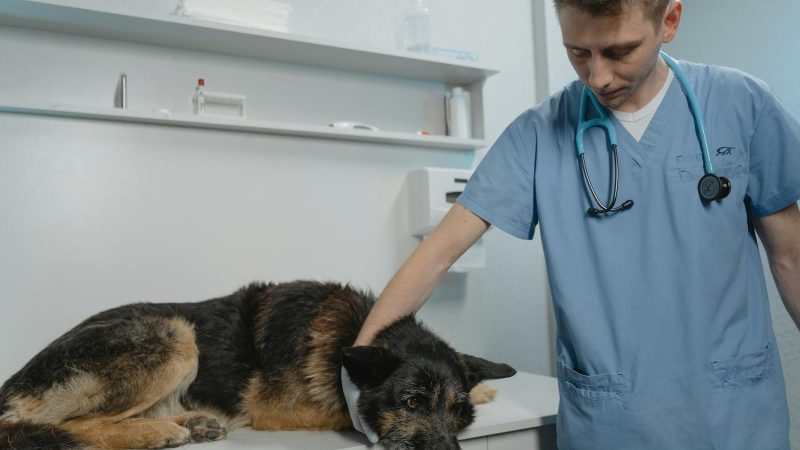 Chiens et cyanobactéries : signaux d’alerte, délais et gestes qui sauvent