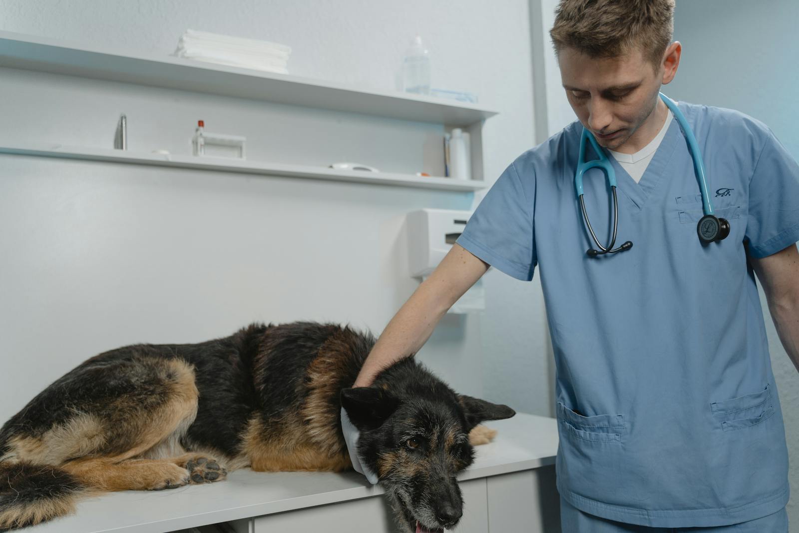 Chiens et cyanobactéries : signaux d’alerte, délais et gestes qui sauvent