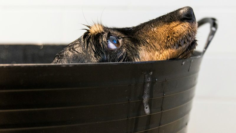 Stop aux bains à répétition : trouvez le bon rythme selon son pelage et son mode de vie