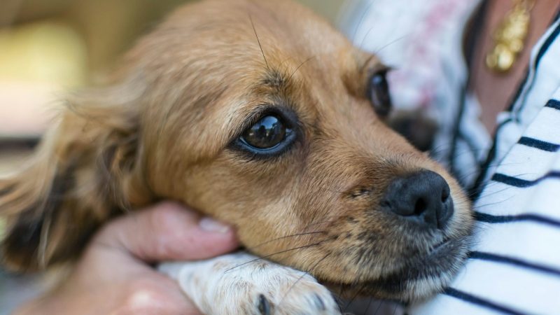 Câlins et chiens : décodez son langage pour des moments complices