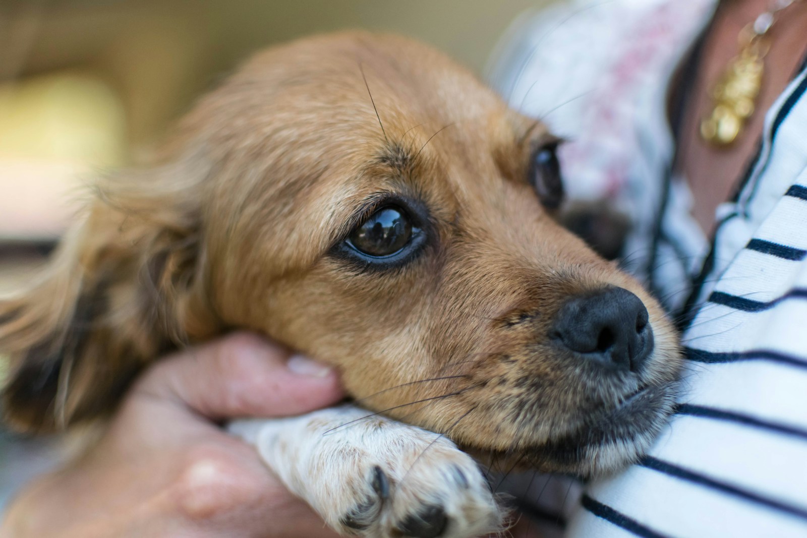 Câlins et chiens : décodez son langage pour des moments complices