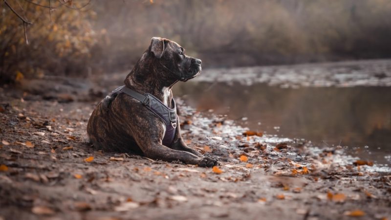 Automne complice avec votre chien : sorties, sports et douceurs à partager