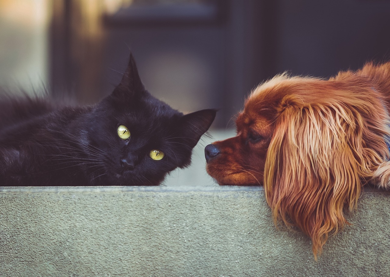 Chiens et chats : 10 races à haut risque de friction à la maison