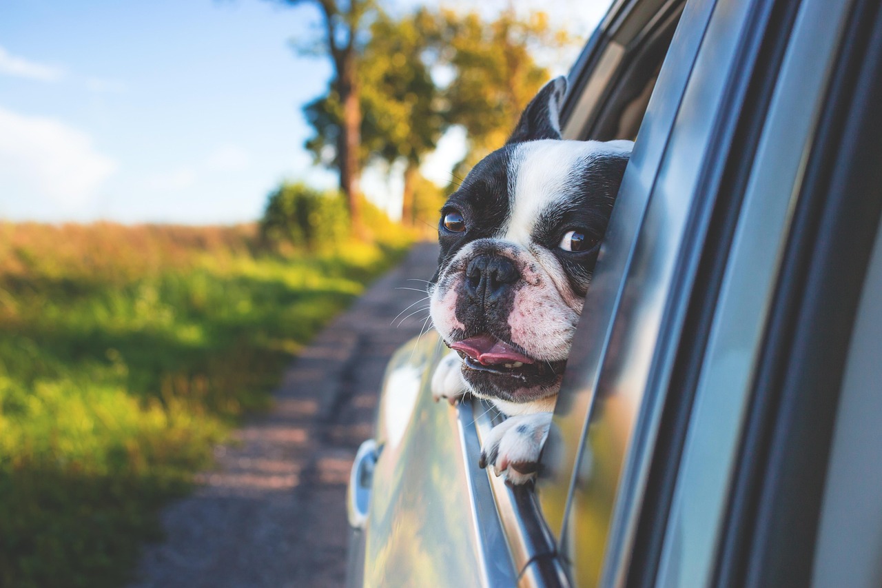 Trois astuces clés pour des trajets en voiture sereins avec votre chien