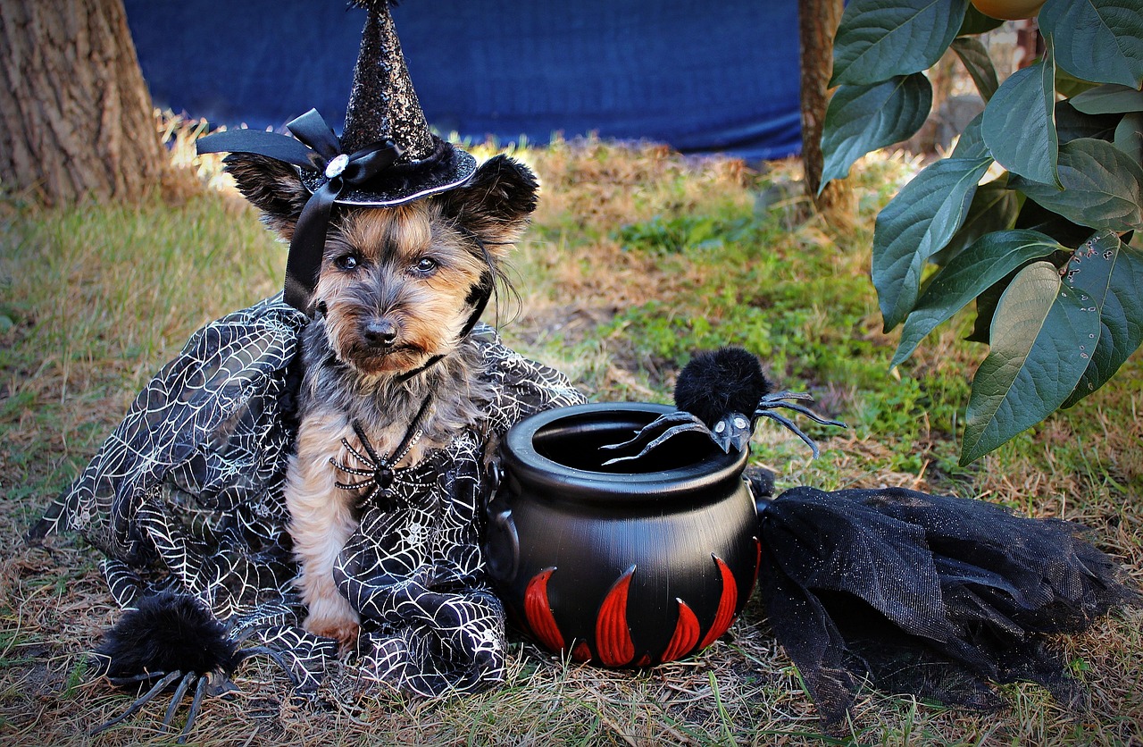 5 costumes d’Halloween qui vont sublimer les petits chiens comme les grands