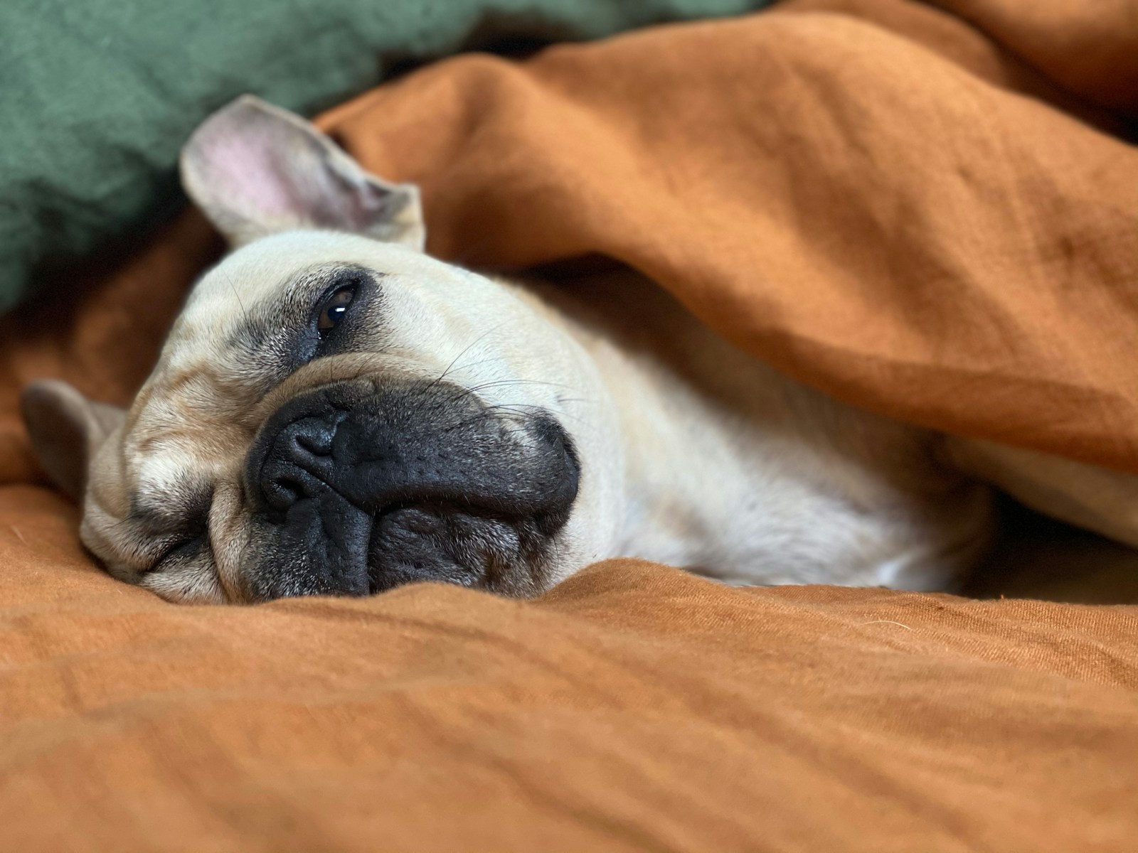 Dormir avec votre chien : un choix qui transforme vos nuits