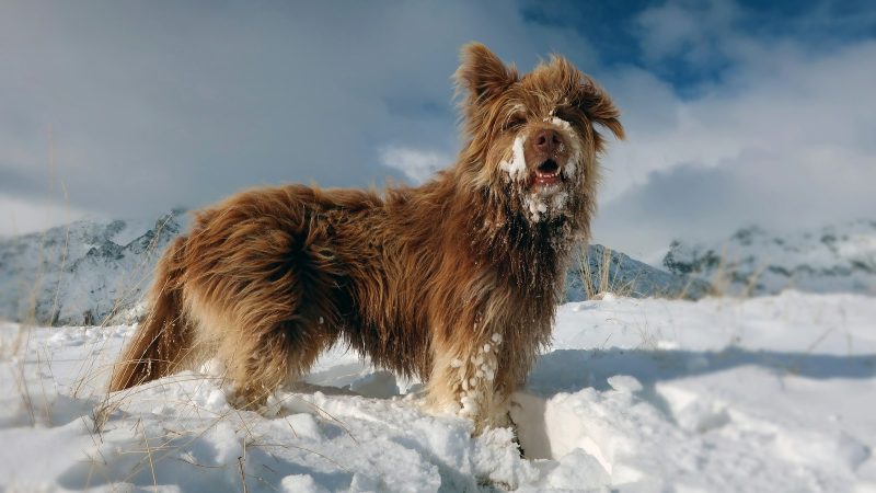 Chien à la montagne : Ce qu’il faut savoir avant de partir à l’aventure