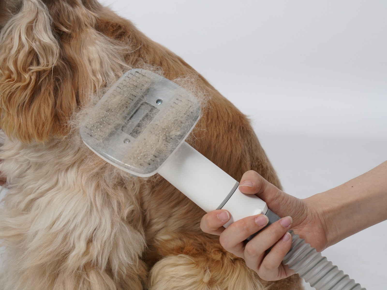 Brosser son chien : Un geste indispensable pour sa santé et son bien-être ?