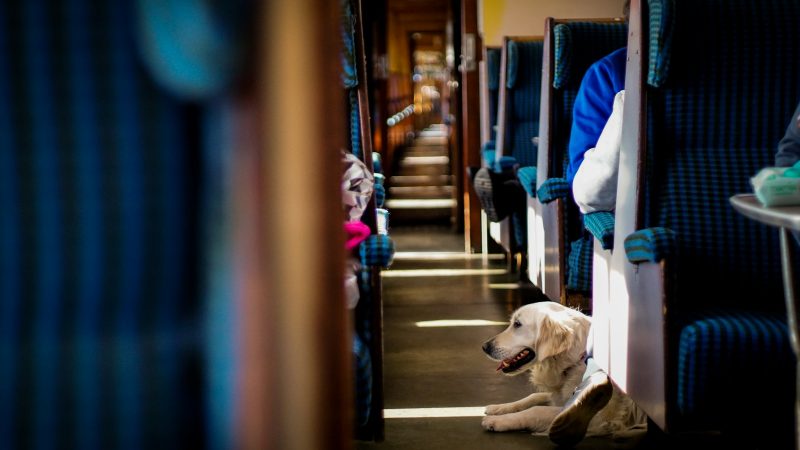 Train + chien en France : le mode d’emploi zen et précis pour maîtres exigeants