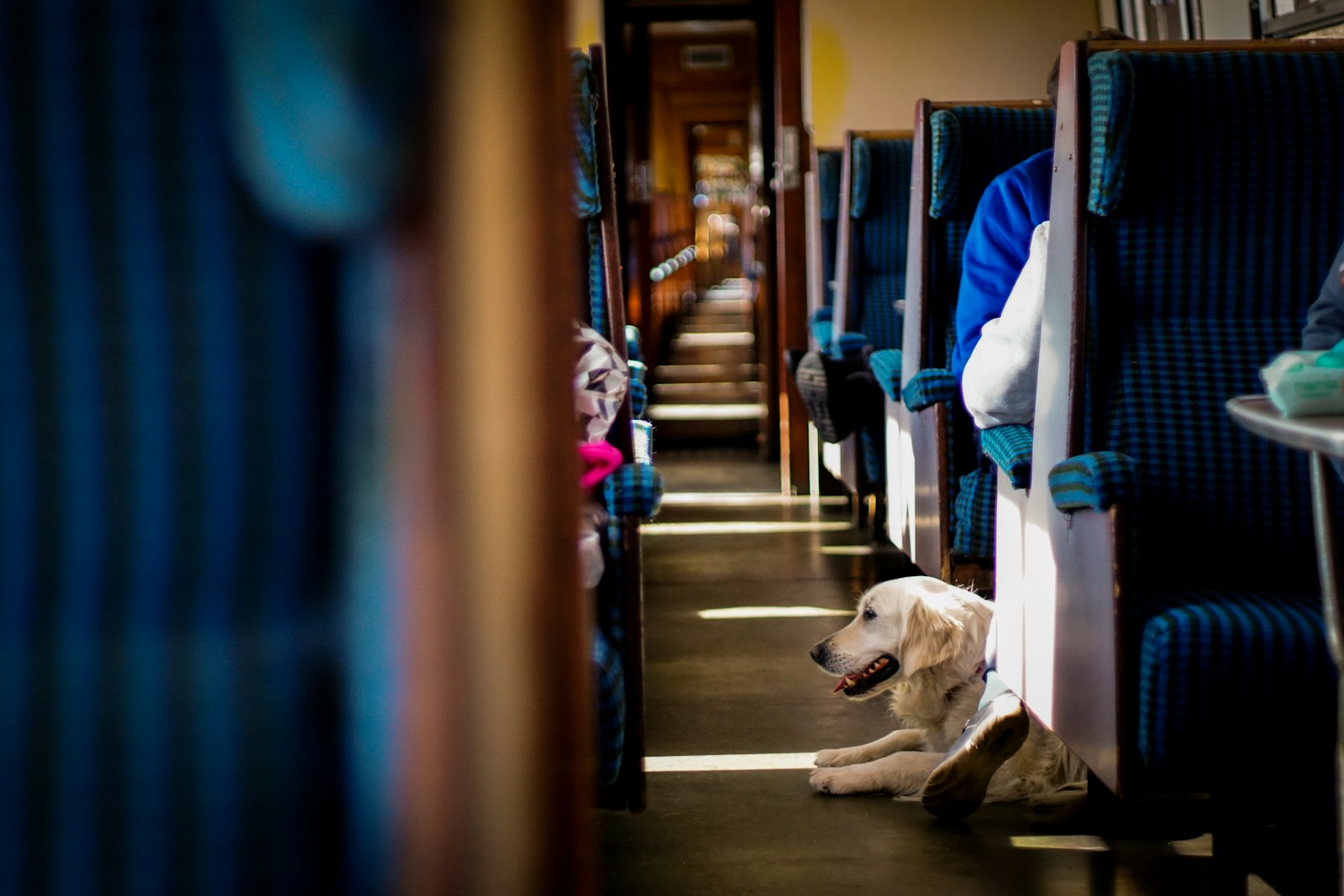 Train + chien en France : le mode d’emploi zen et précis pour maîtres exigeants