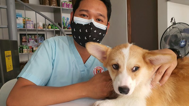 Étouffement du chien : les gestes d’urgence pour lui rendre de l’air